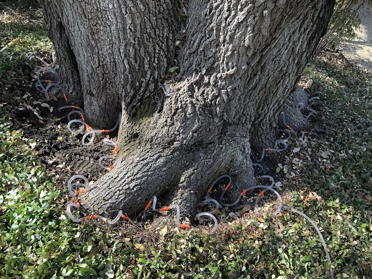 Detailed Tree Cabling and Bracing job site in South Plainfield