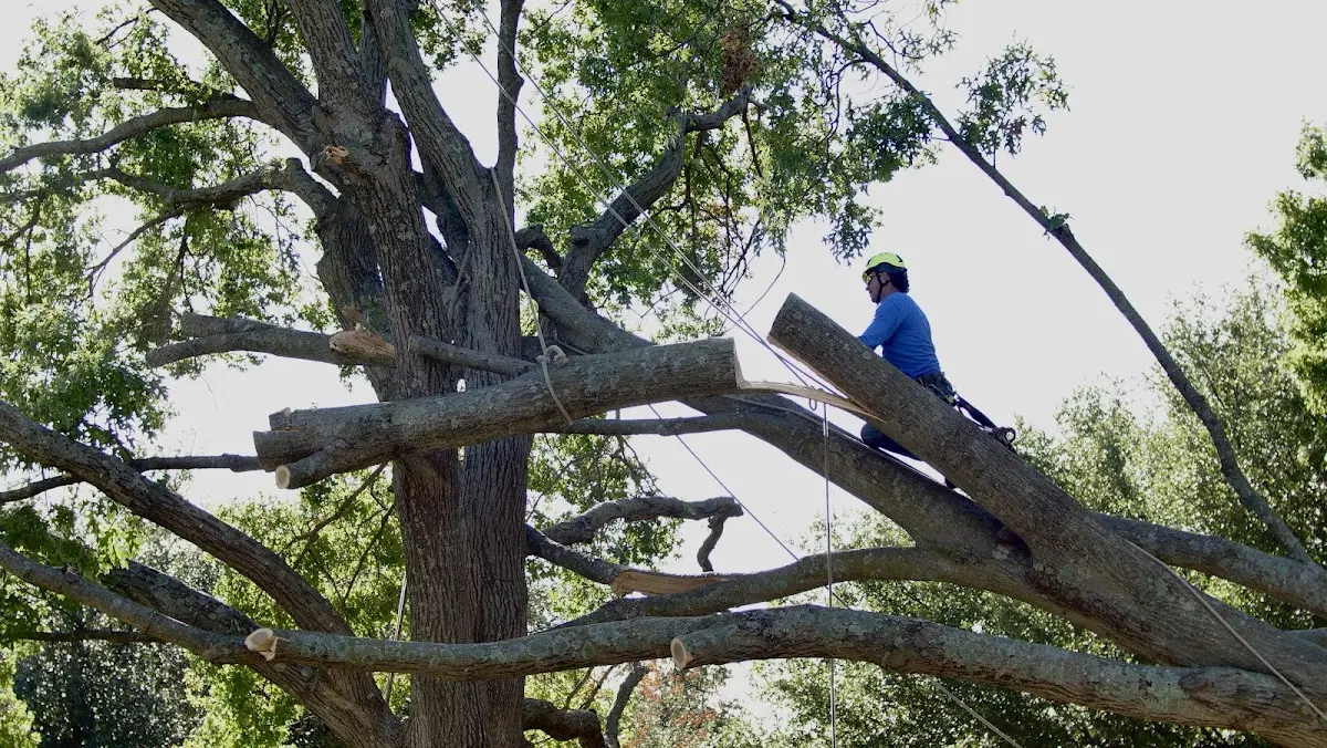 Professional Crown Thinning performed by certified arborists in South Plainfield